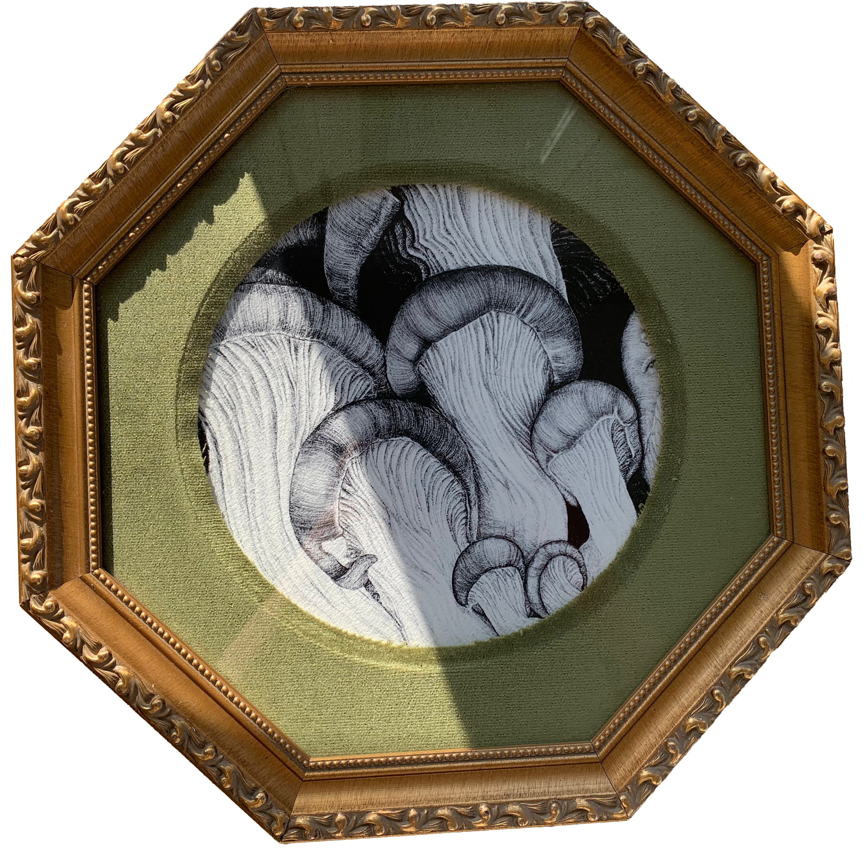 Photo of a framed Mushroom Illustration