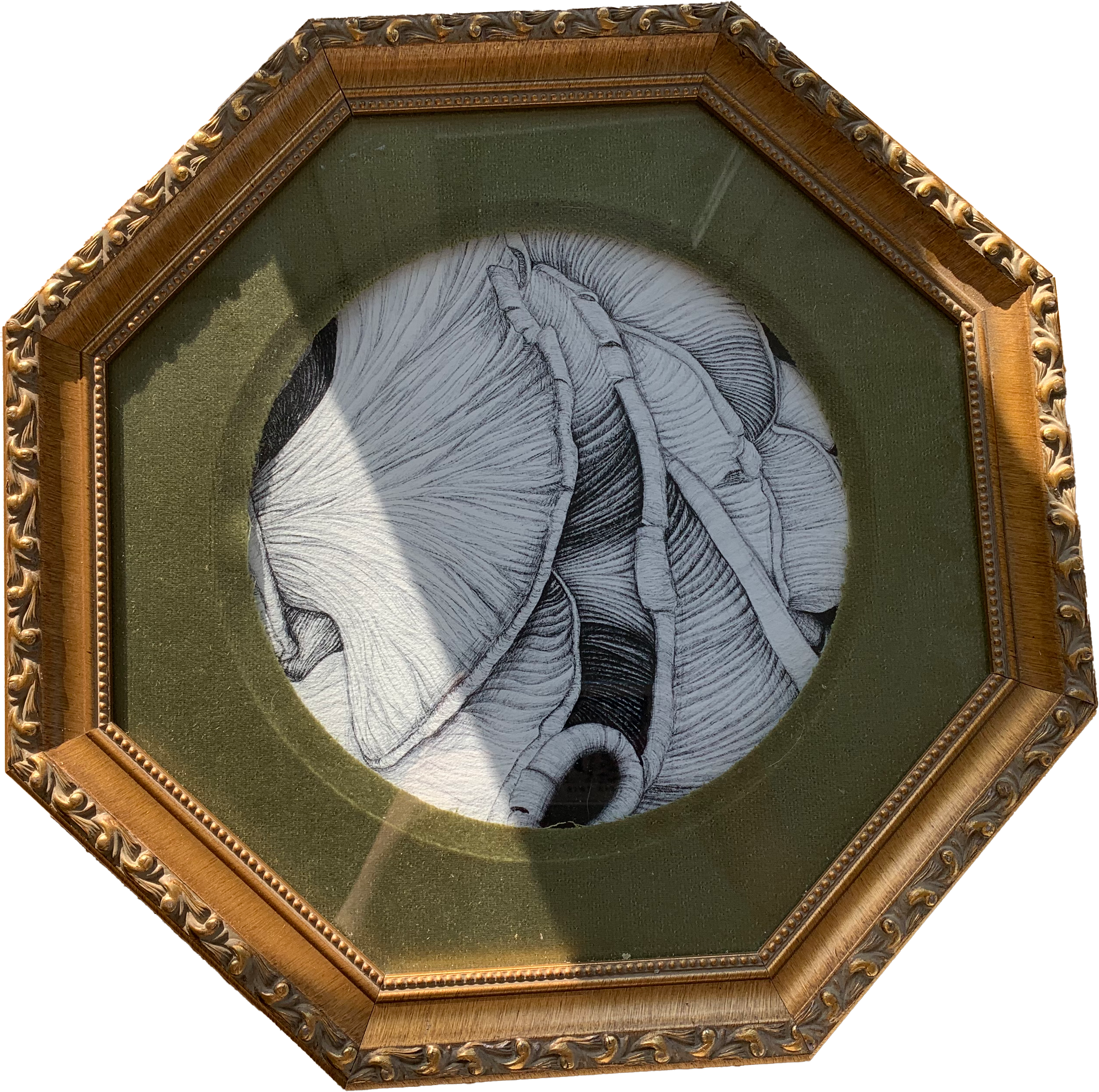 Photo of a framed Mushroom Illustration