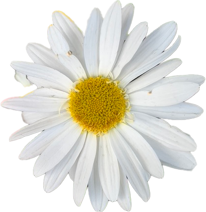 Photo of a daisy from Banff