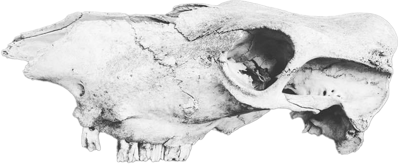 Photo of a skull from the Slack family farm